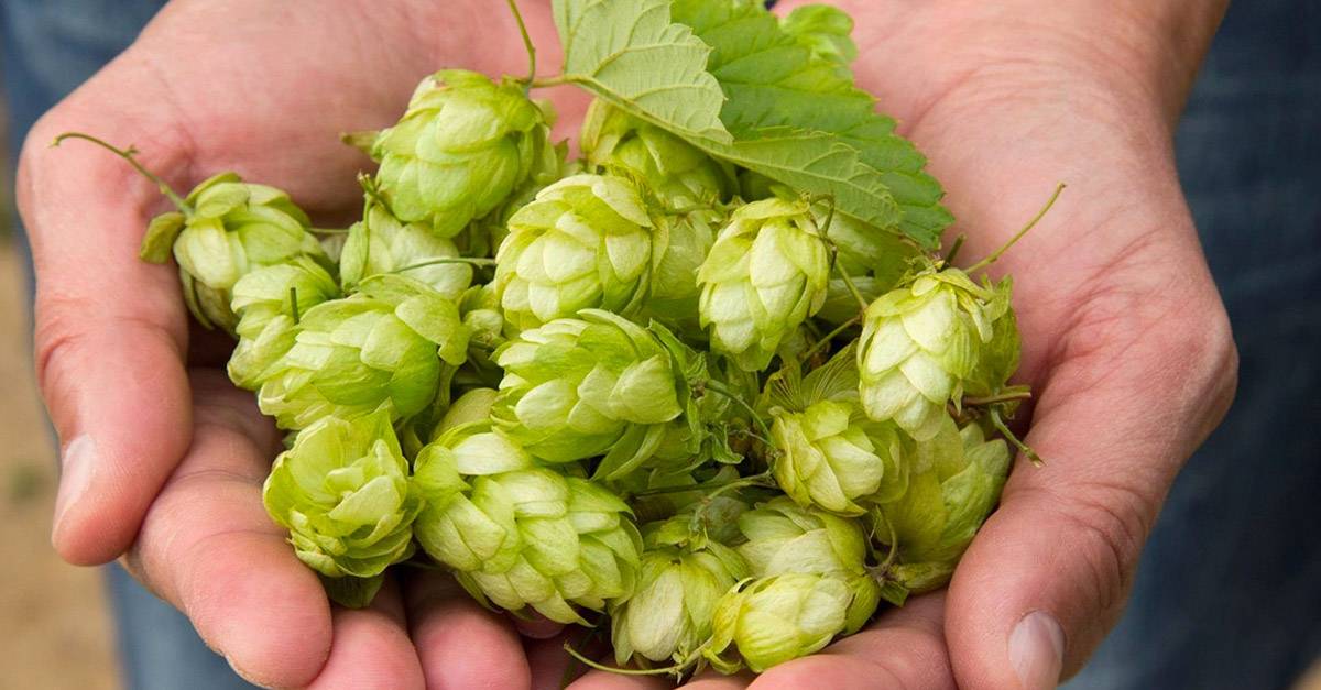 Zwei Bier vor Landschaft